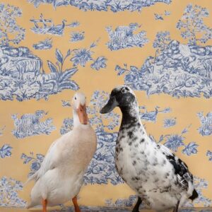 Claire Rosen, Indian Runner and Cayuga Ducks No. 0248, 2020, Archival Pigment Photograph