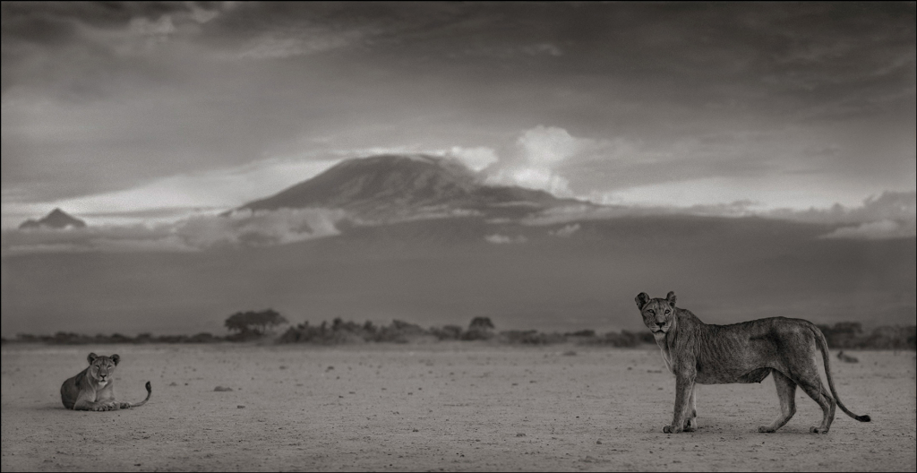 Nick Brandt — Lioness with Kilimanjaro, Amboseli
