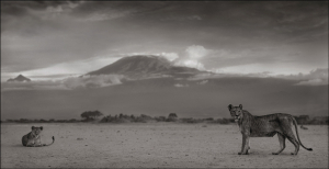 Nick Brandt — Lioness with Kilimanjaro, Amboseli