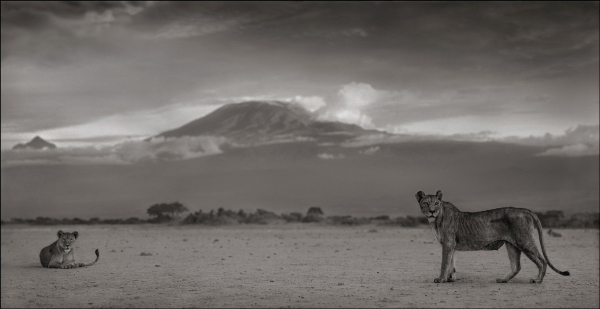 Nick Brandt-Kilimanjaro-Lioness Nick Brandt — Lioness with Kilimanjaro, Amboseli