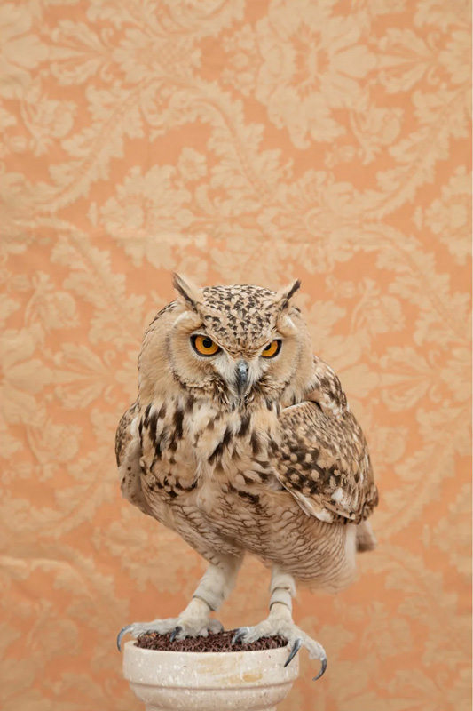 Claire Rosen, Pharaoh Eagle-Owl No. 4794, 2020, Archival Pigment Photograph
