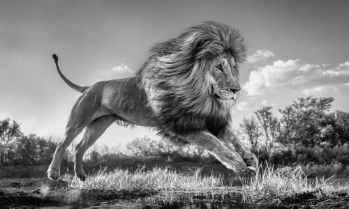 David Yarrow Photography